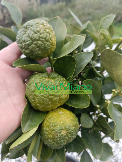 Pursha Lime Plant (pot - 20)