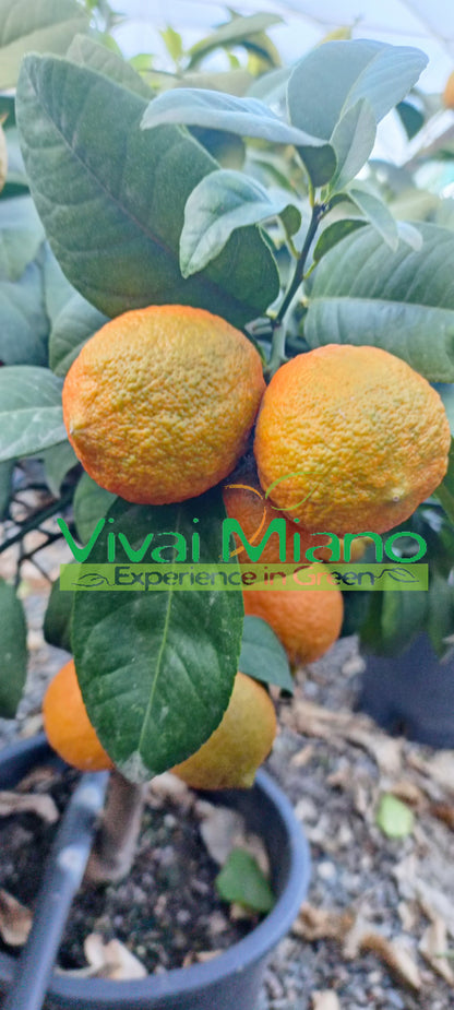 Rangpur Lime Plant