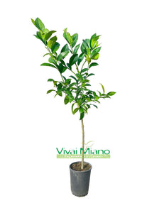 Rangpur Lime Plant