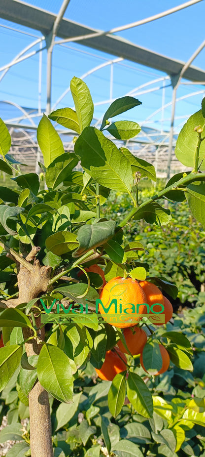 Rangpur Lime plant WITH FRUIT - Ø 20 Red pot