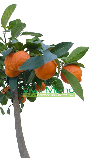Rangpur Lime plant WITH FRUIT - Ø 20 Red pot