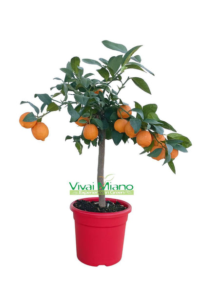 Rangpur Lime plant WITH FRUIT - Ø 20 Red pot