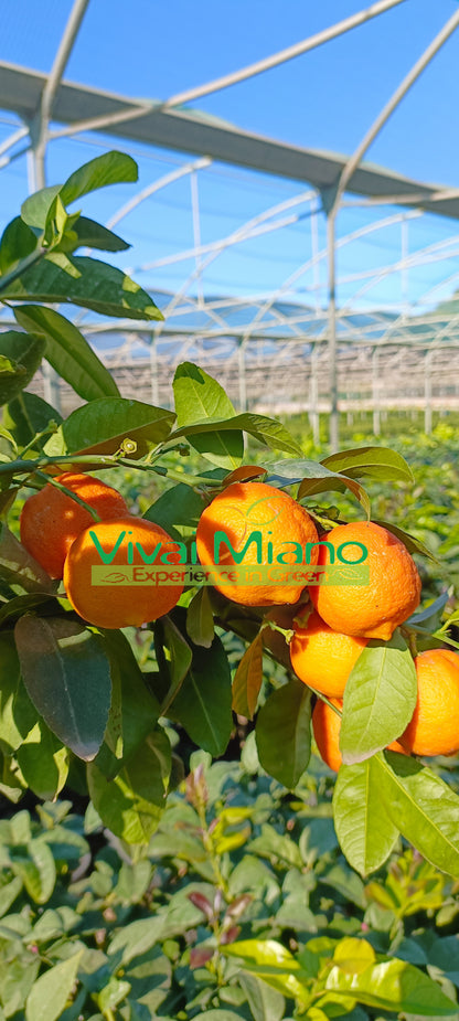 Rangpur Lime plant WITH FRUIT - Ø 20 Red pot