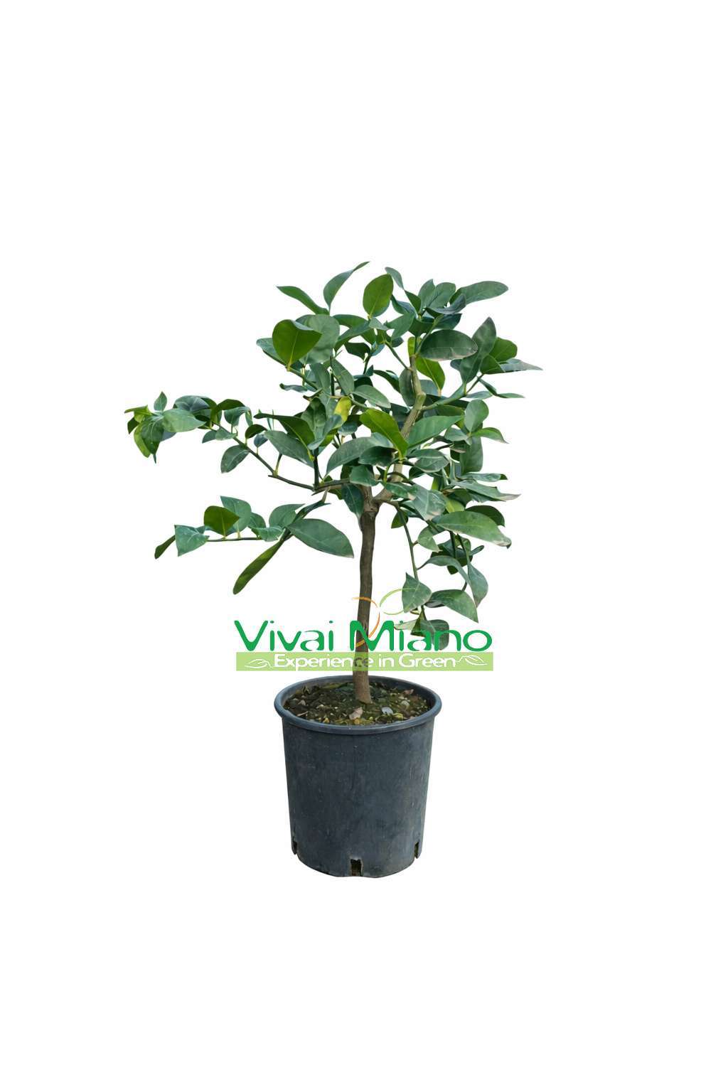 Lime Tree (pot - 20)
