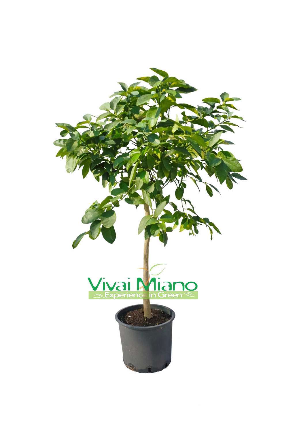 Lime plant (pot - 24)