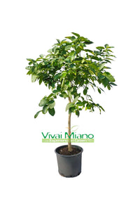 Lime plant (pot - 24)