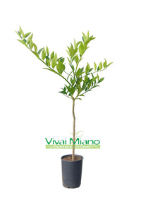 Limequatt Plant