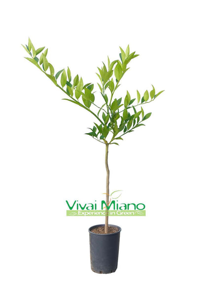 Limequatt Plant
