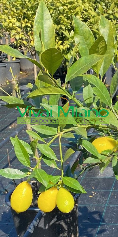Limequatt Plant