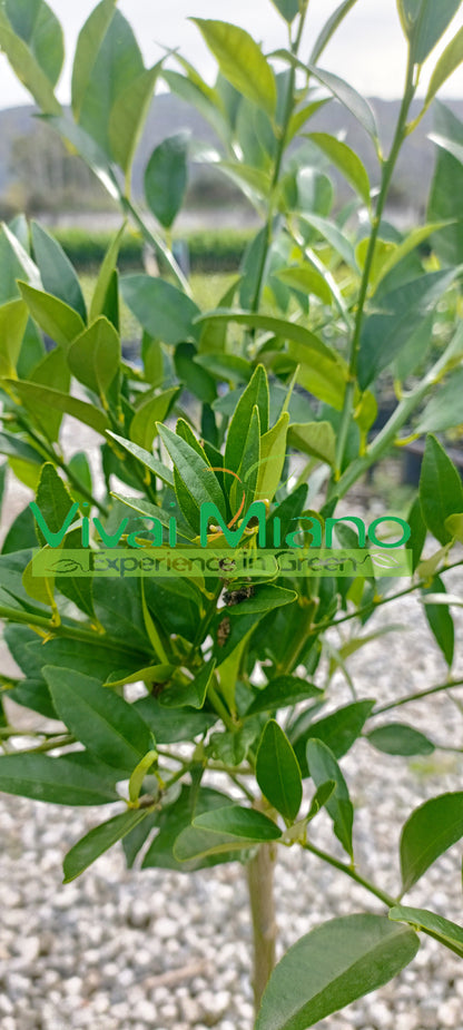 Limequatt Plant