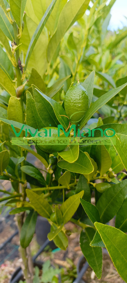 Limequatt Plant
