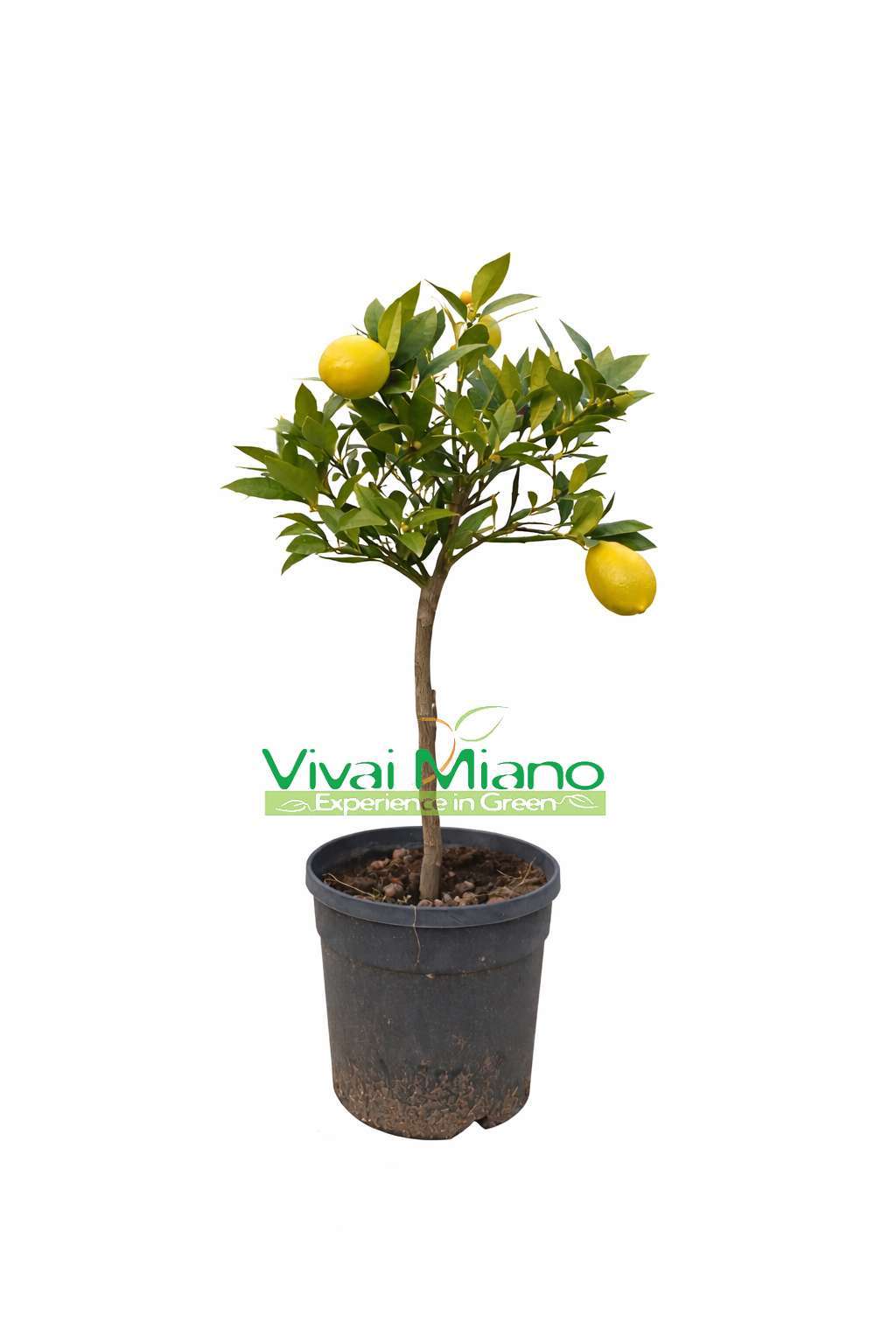 Limequat Plant (pot - 20)