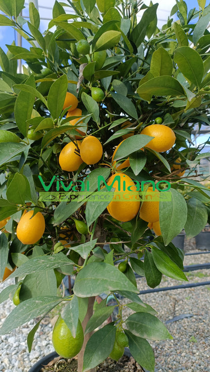 Limequat Plant (pot 24 - Bush)