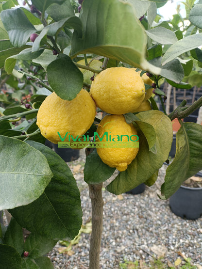 Carrubaro Lemon Plant (pot - 20)
