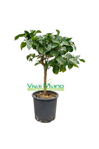 Carrubaro Lemon Plant (pot - 20)