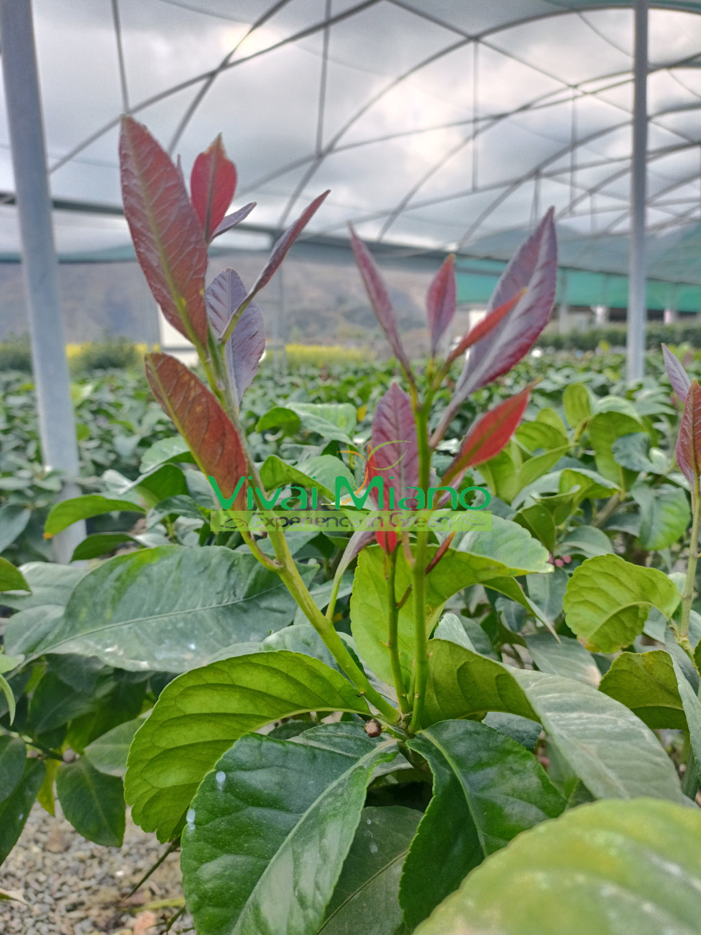 Pianta di Limone Carrubaro (vaso - 20)