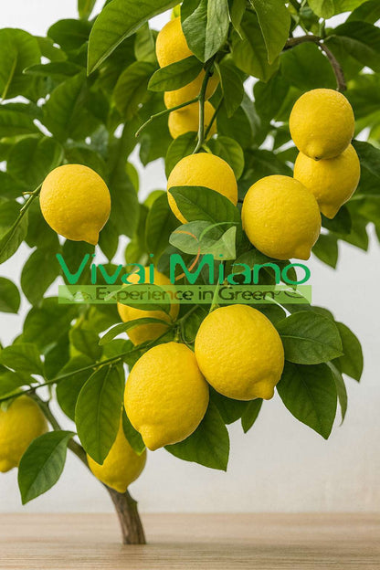 Cerce Lemon Tree