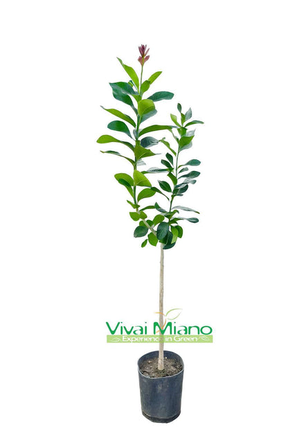 Cerce Lemon Tree
