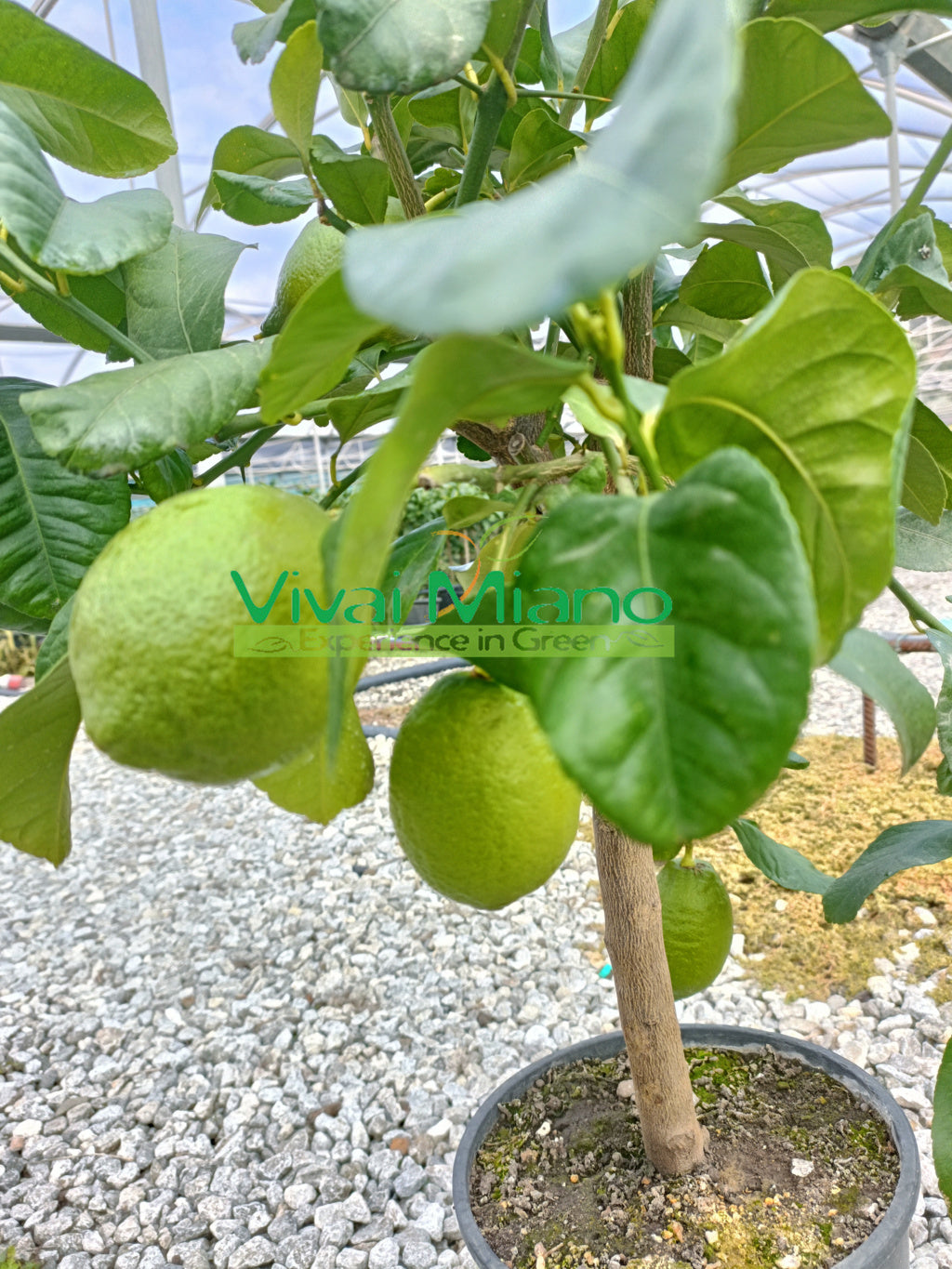 Lemon plant (20 cm pot) with fruit