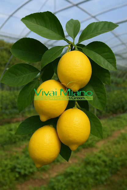 Siracusan Femminello Lemon Tree