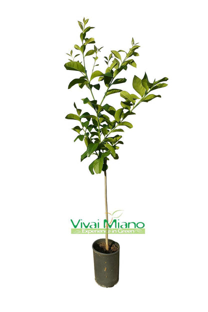 Siracusan Femminello Lemon Tree