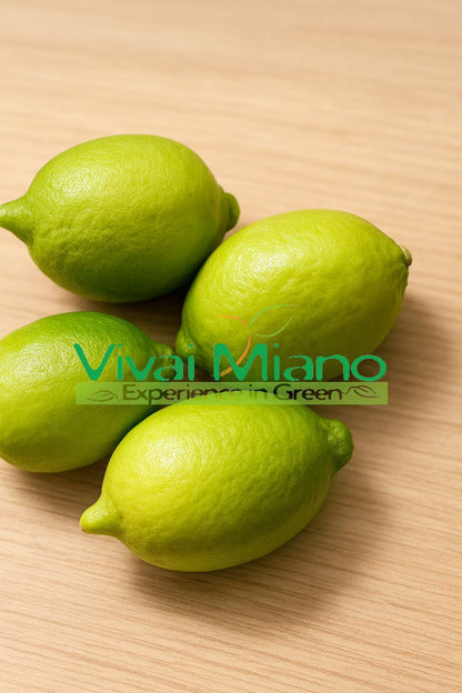 Interdonato Lemon Tree