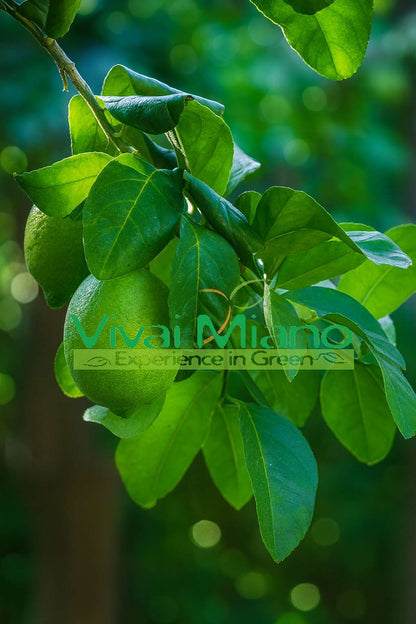Interdonato Lemon Tree