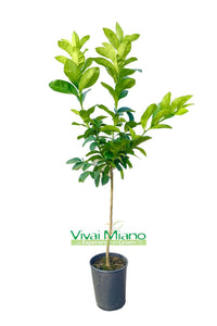 Interdonato Lemon Tree