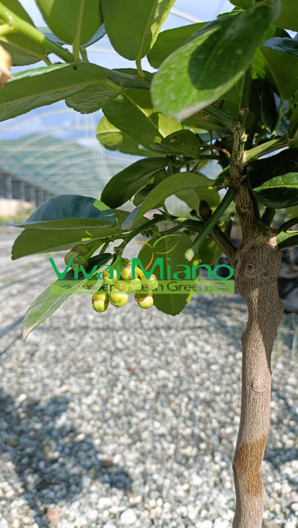 Lipo or Imperial Lemon Plant (pot - 20)