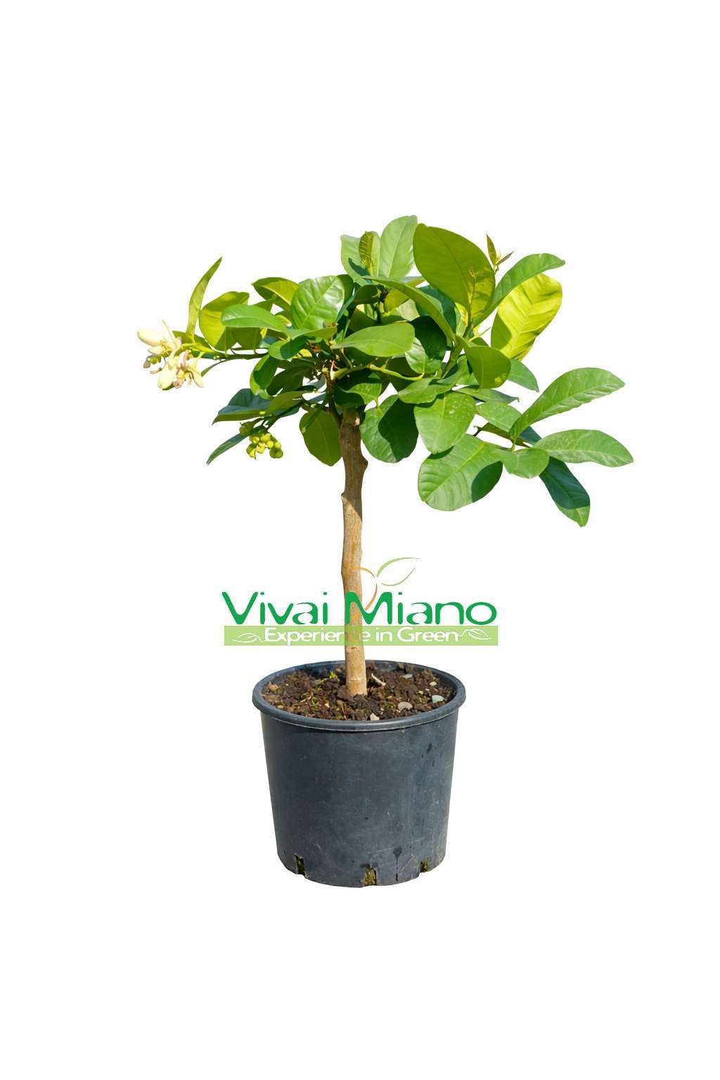 Lipo or Imperial Lemon Plant (pot - 20)