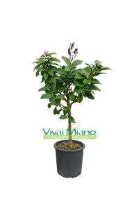 Lunario Lemon Plant "4 Seasons" (pot - 20)