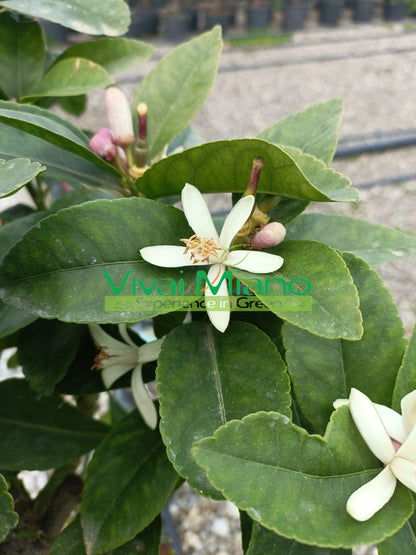 Lunario Lemon Plant "4 Seasons" (pot - 20)