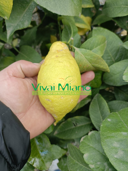 Lunario Lemon Plant "4 Seasons" (pot - 20)