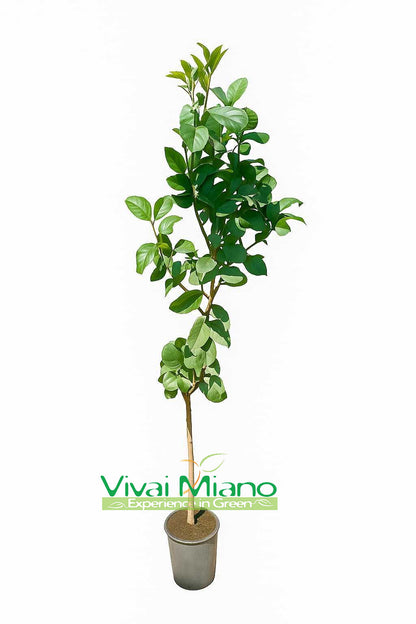 Lunario Lemon Tree "4 Seasons"