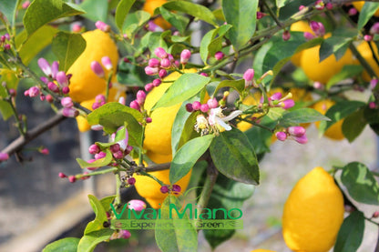 Lunario Lemon Tree "4 Seasons"