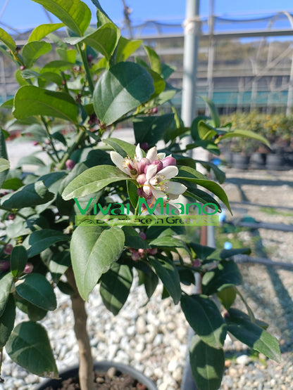 Meyer Lemon Plant (pot - 20)