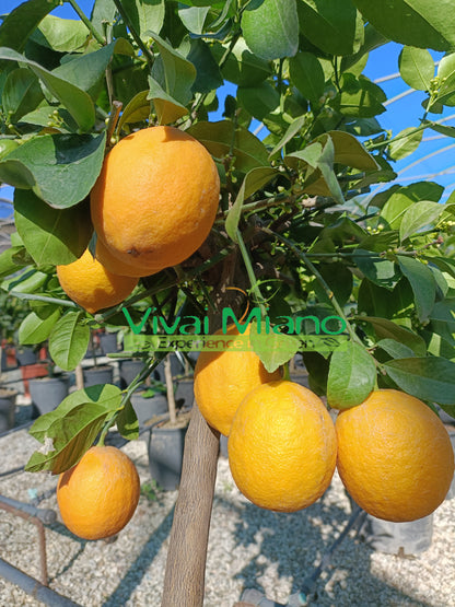 Meyer Lemon Plant (pot - 20)