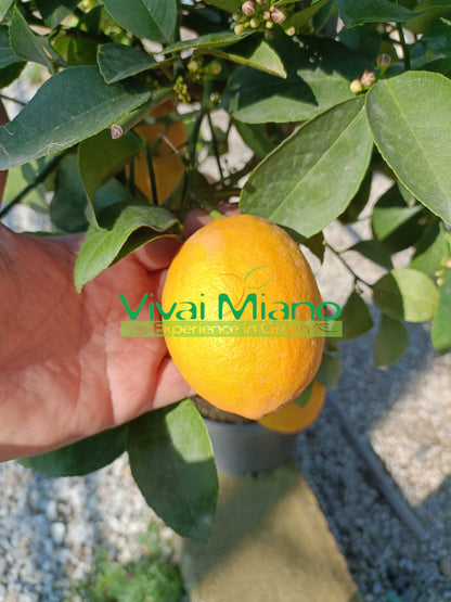 Meyer Lemon Plant (pot - 20)