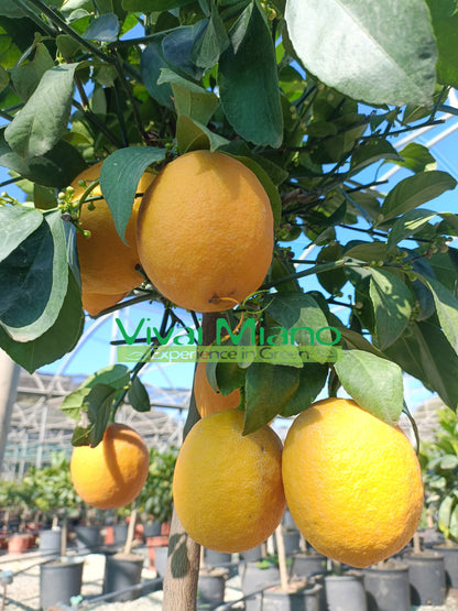Meyer Lemon Plant (pot - 20)