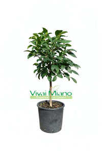 Meyer Lemon Plant (pot - 20)