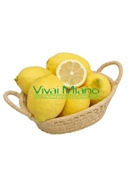 Sorrento Oval Lemon Tree