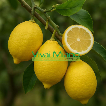 Sorrento Oval Lemon Tree