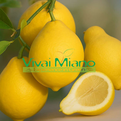 Pera del Commendatore Lemon Tree