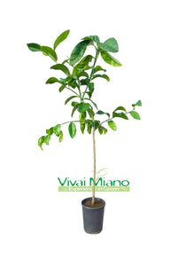 Pera del Commendatore Lemon Tree