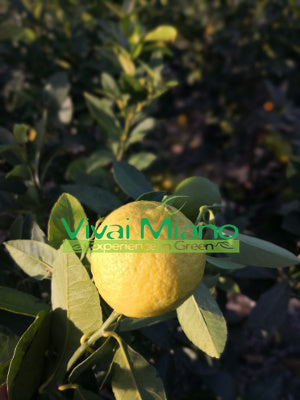 Portuguese Lemon Plant (pot - 20)