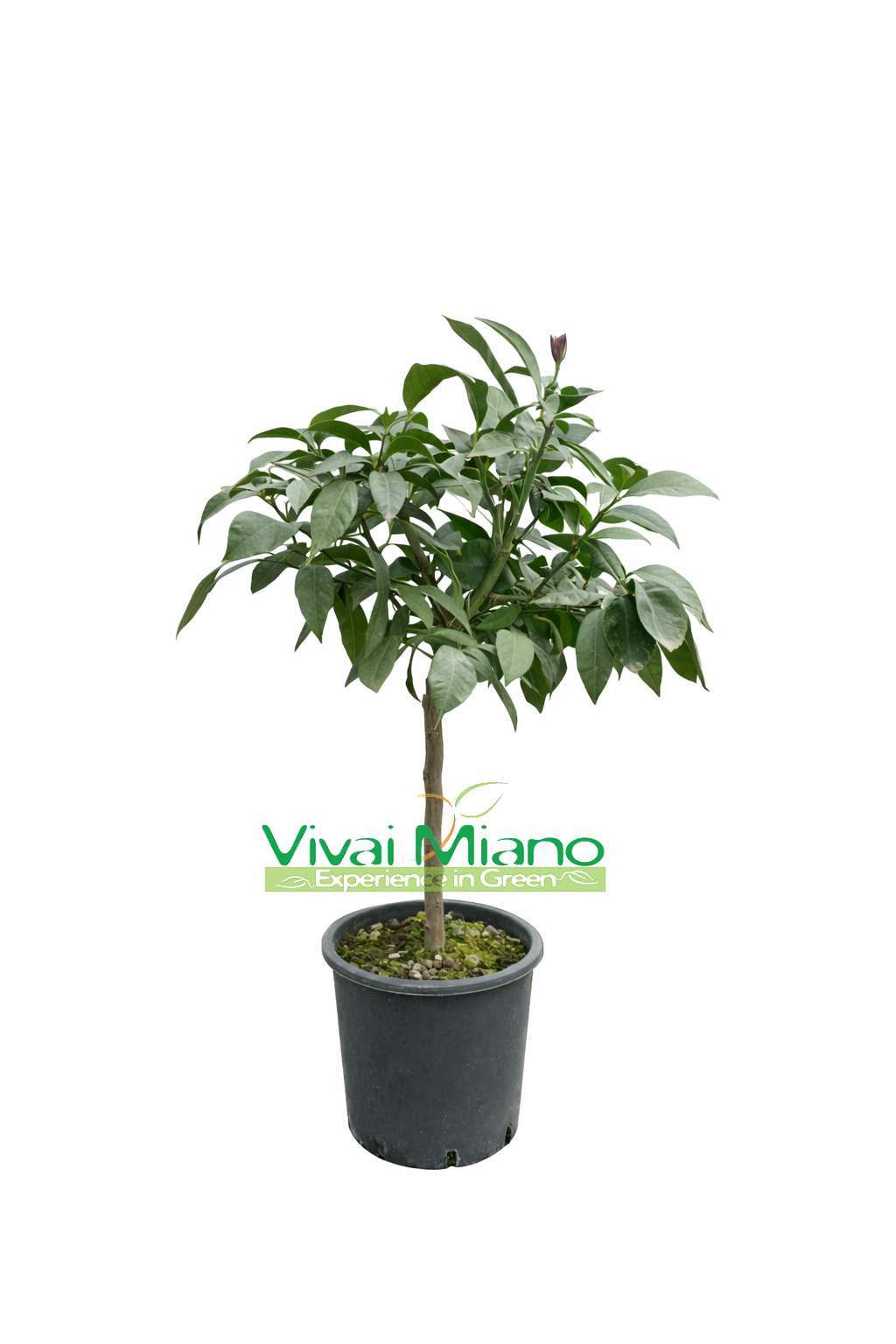 Portuguese Lemon Plant (pot - 20)