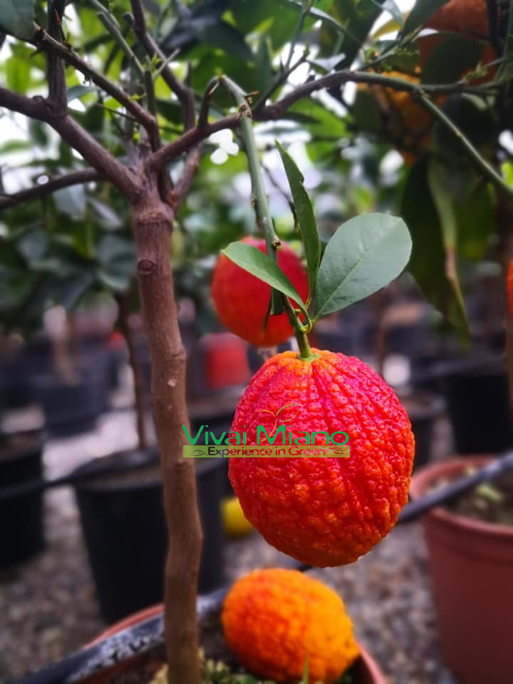 Red Lemon Plant