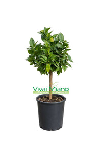 Red Lemon Tree (pot - 20)