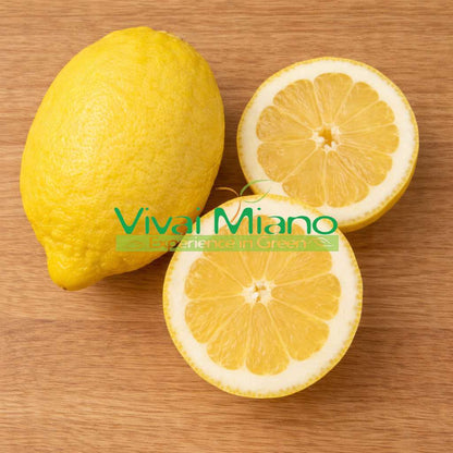 Amalfi Lemon Tree