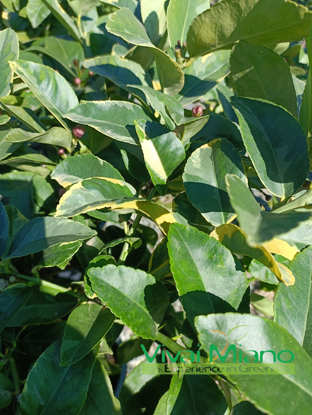 Variegated Lemon Tree (pot - 20)